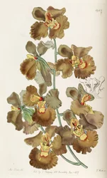 Oncidium crispum